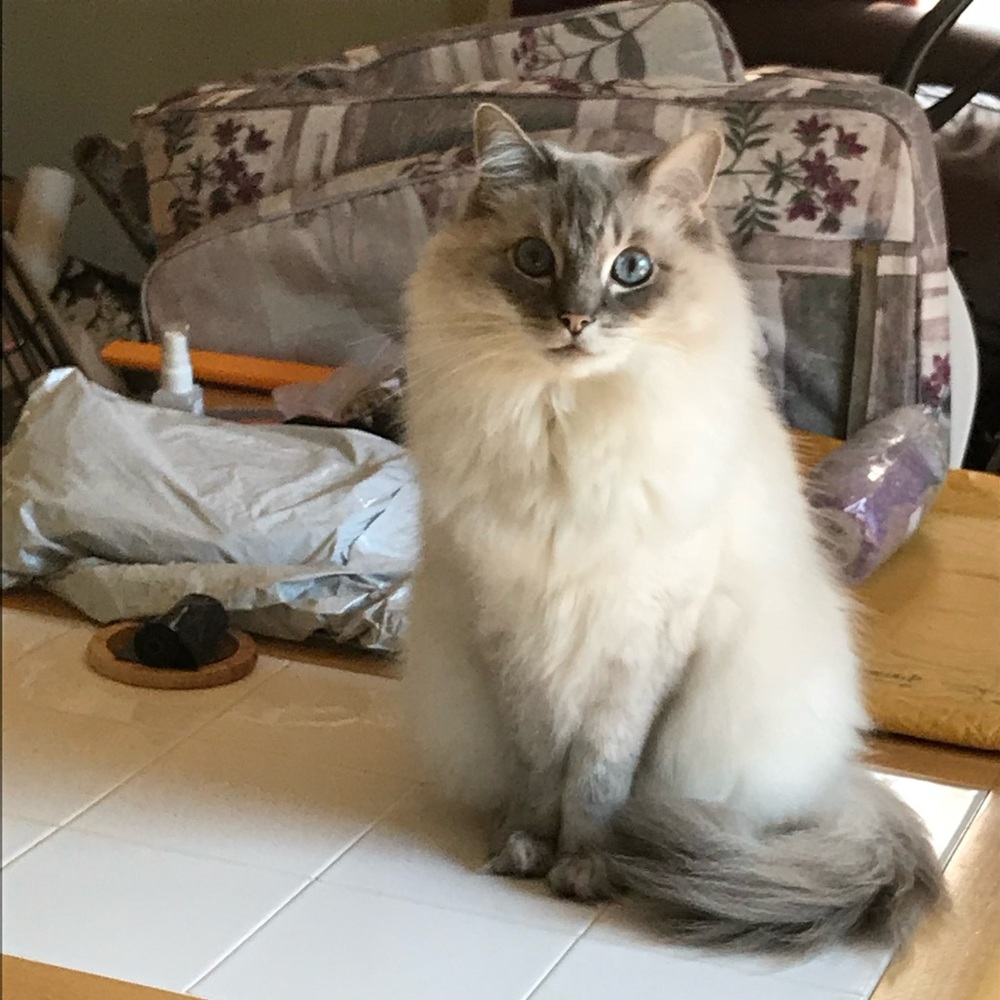 Meet your Posher, Rachel